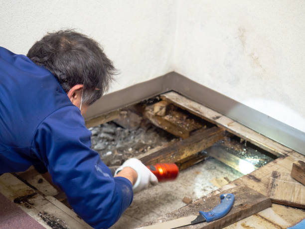Best Office Mold Removal Services  in Byron, IL